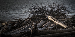 FS251011 DRIFTWOOD