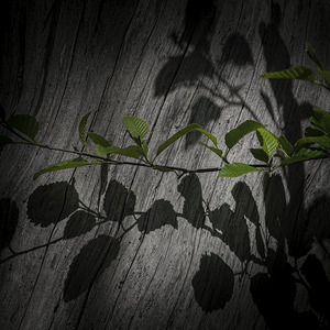 FS250512SS SPRING LEAVES