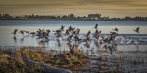 FS251002DW3 GEESE ON GILBERT BEACH