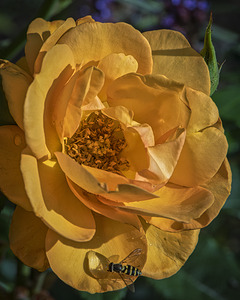 FS240818 A Bee and A Rose