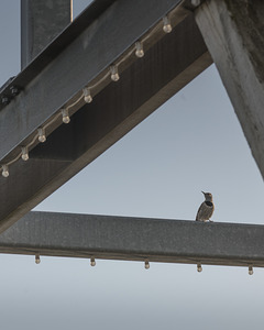 Northern Flicker In A Frame 2