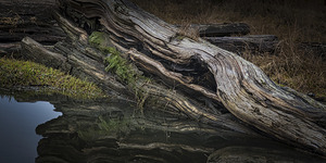 FS241227 DRIFTWOOD AT WEST DYKE 2