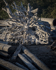 FS250919 02 DRIFTWOOD