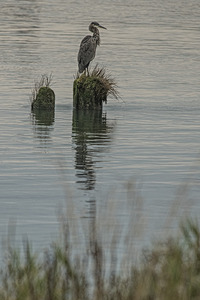 FS250928 GREAT BLUE HERON