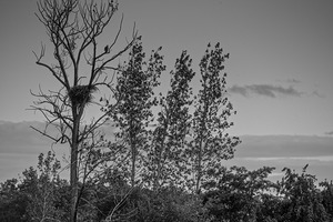 FS250709 EAGLE AT IMPERIAL LANDING B22