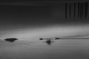 FS250225CT TWO DUCKS IN POND BW