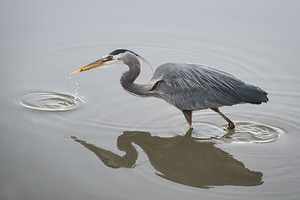 FS250430 GREAT BLUE HERON