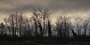 FS250106DW2 SILHOUETTE TREES