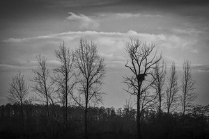 FS241224 EAGLE NEST BW