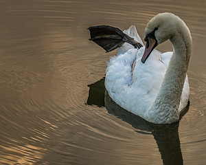 FS230602 A SWAN WITH BROKEN LEG