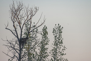 FS250504 EAGLES NEST