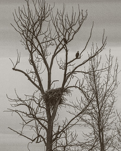 FS250307T EAGLES TWOGETHER TONED