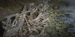 FS250331 DRIFTWOOD AT GARRY POINT