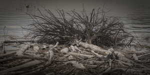 FS250920DW DRIFTWOOD