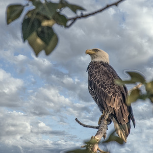 FS250707S EAGLE ALONE