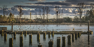 FS251101 WILDLIFE AT IMPERIAL LANDING