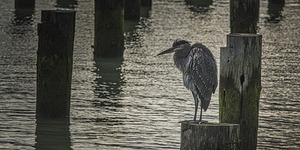 FS251012SW3 GREAT BLUE HERON