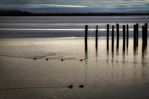 FS250105 DARK MOON 5