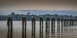 FS250928 GEESE AND SEAGULLS