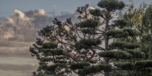 FS250921 JAPANESS TREE