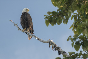 FS250707 EAGLE ON TREE