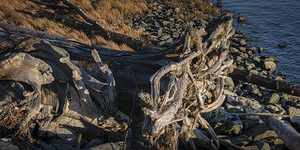 FS250117 DRIFTWOOD AT GARRY POINT PARK