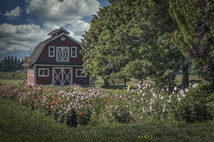 FS250921 COUNTRY LIFE