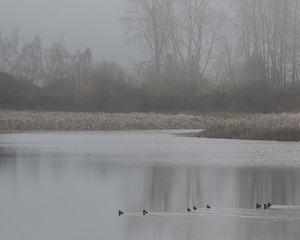 FS260121 DUCKS IN THE POND 810