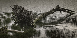 FS260417 00 DRIFTWOOD