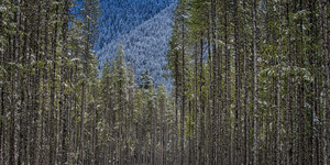 Chilliwack Lake Provincial Park