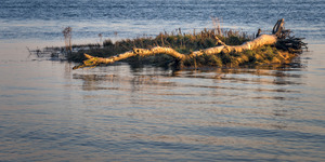 DRIFTWOOD
