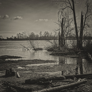 DRIFTWOOD AT FRASER RIVER