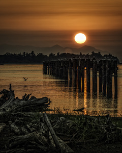DRIFTWOOD AT FRASER RIVER 2