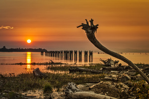 DRIFTWOOD AT FRASER RIVER 2022
