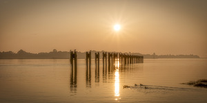 DUCKS ON FRASER RIVER