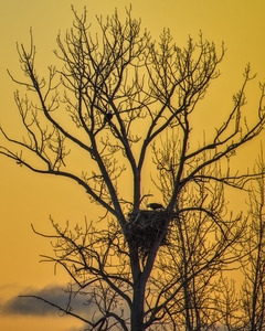 EAGLE FAMILY 2