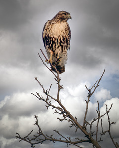 EAGLE ON TOP OF TREE