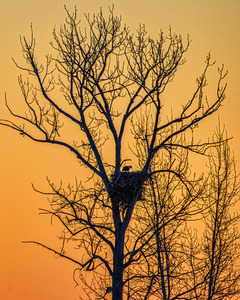EAGLE STAY HOME