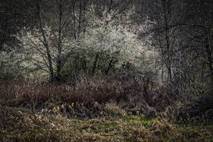 Spring In Deer Lake Park 