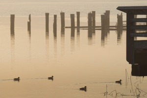 FOUR LITTLE DUCKS 2