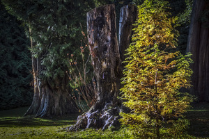 THE BEAUTY OF TREES