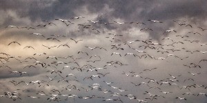 Geese