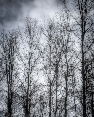 FS110302BW