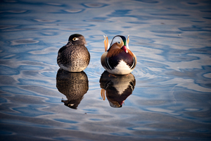 FS200221BL Mandarin Duck
