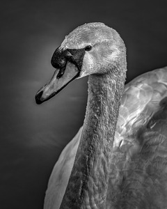 FS210303BW