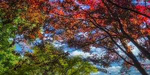 Foliage