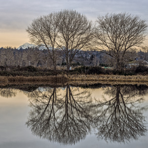 FS230104S WINTER TREES