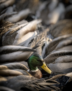 FS230128 MALLARDS