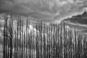 FS230307BW2