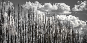 FS230401 108  WINTER TREES